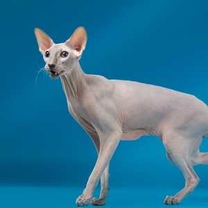 Peterbald cat breed photo