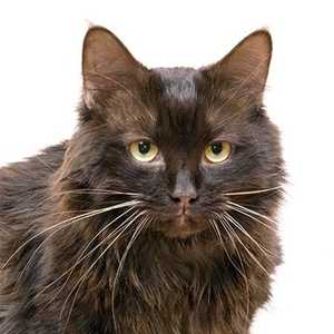 York Chocolate cat breed photo