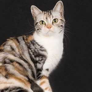 American Wirehair cat breed photo