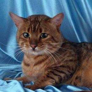 Classicat cat breed photo