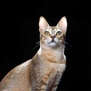 Ceylon cat breed photo