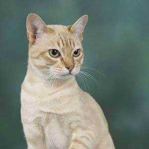 Australian Mist cat breed photo