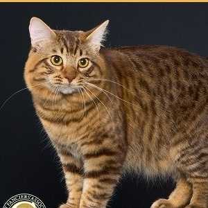 American Bobtail Longhair razza di gatti foto