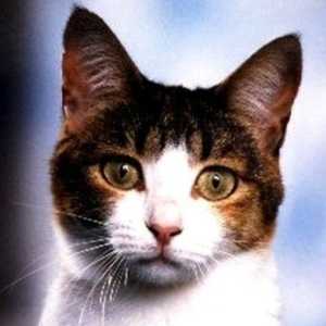 Anatoli cat breed photo