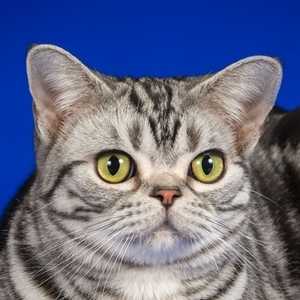 American Shorthair cat breed photo