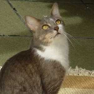 Brazilian Shorthair cat breed photo