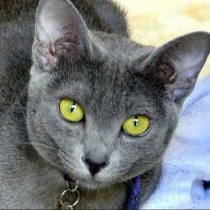 Korat cat breed photo