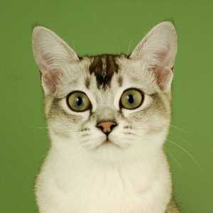 Asian cat breed photo