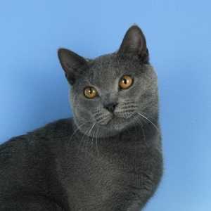 Chartreux cat breed photo