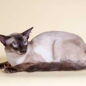 Balinese razza di gatti foto