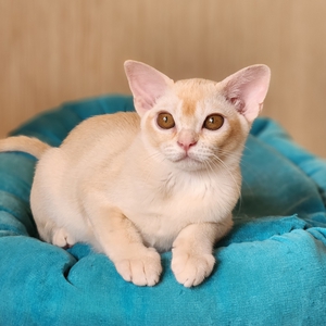 Monkey House *LV photo