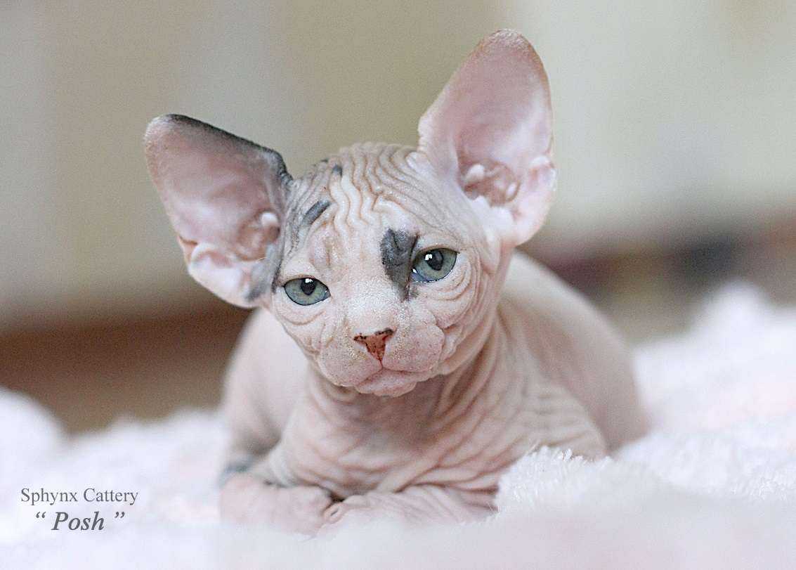 Cattery Posh - Sphynx - Penza. TopCat