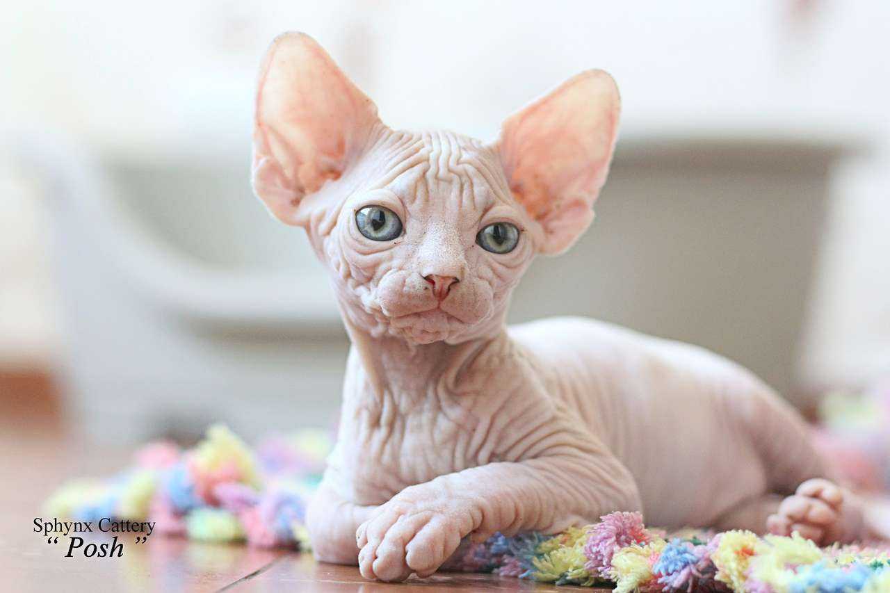 Cattery Posh - Sphynx - Penza. TopCat