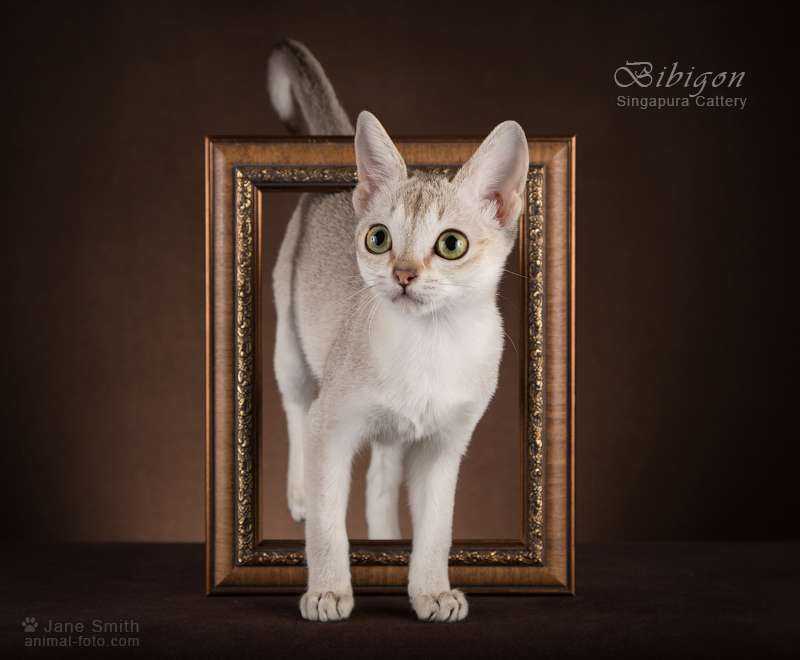 bibigon Cattery BIBIGON - Singapura - Moscow. TopCat