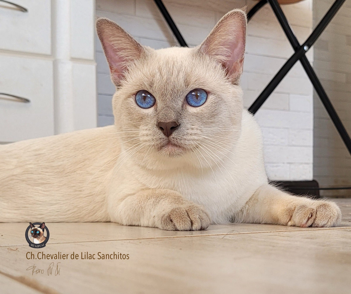 Тайский кот окраса лайлак-пойнт
